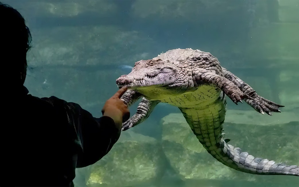 Man interacting with crocodile at Crocodile Park, Dubai.