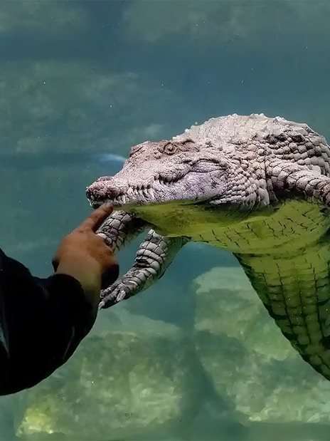 Man interacting with crocodile at Crocodile Park, Dubai.