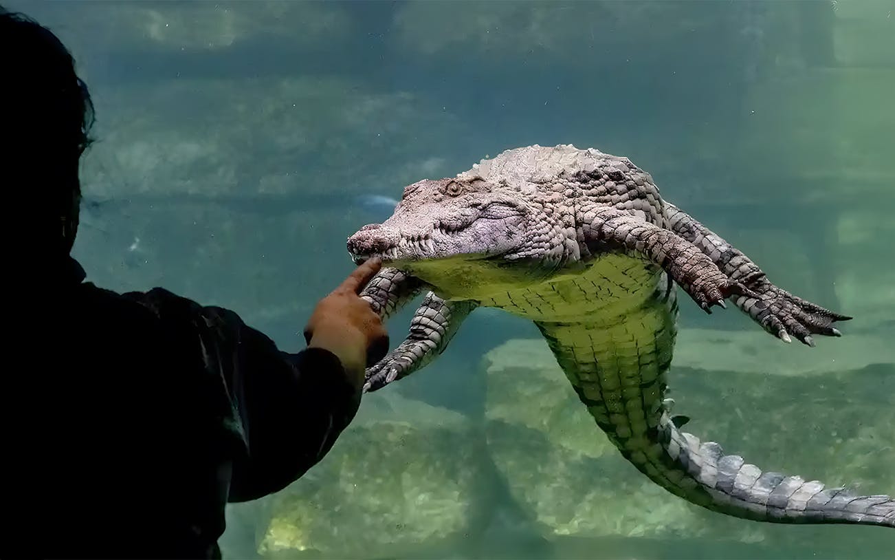 Man interacting with crocodile at Crocodile Park, Dubai.
