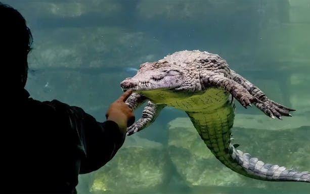 Man interacting with crocodile at Crocodile Park, Dubai.