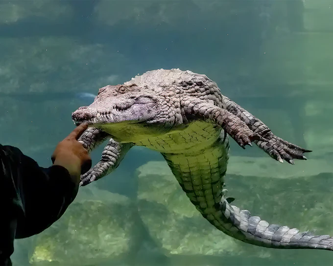 Dubai Crocodile Park Tickets