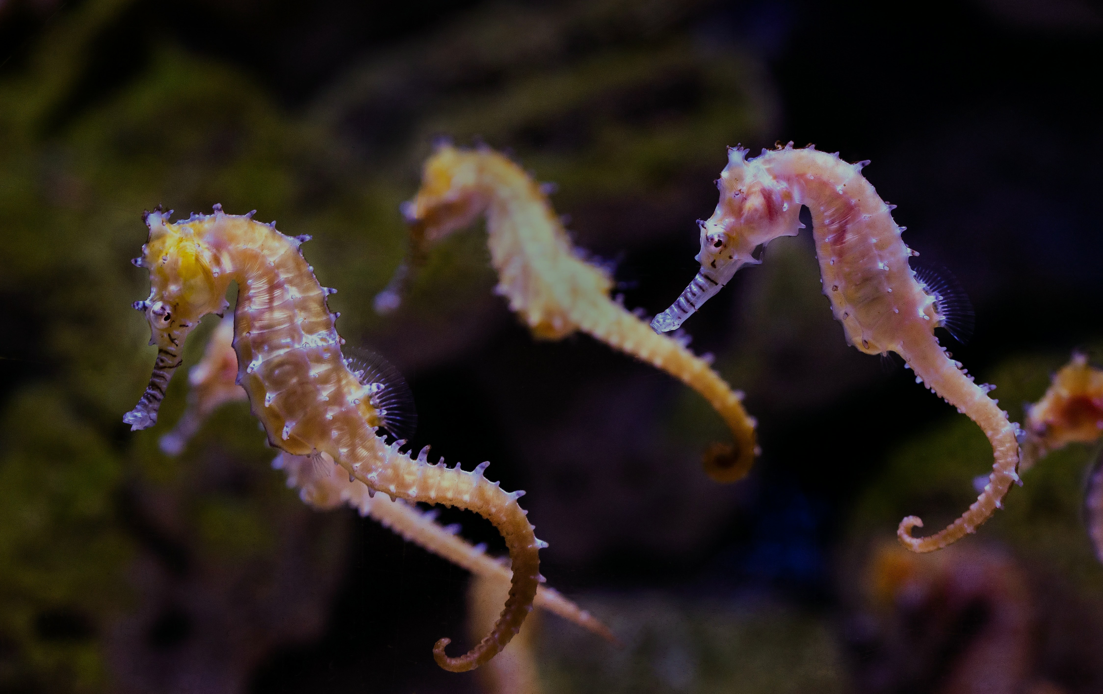Seahorses swimming in an aquarium exhibit.