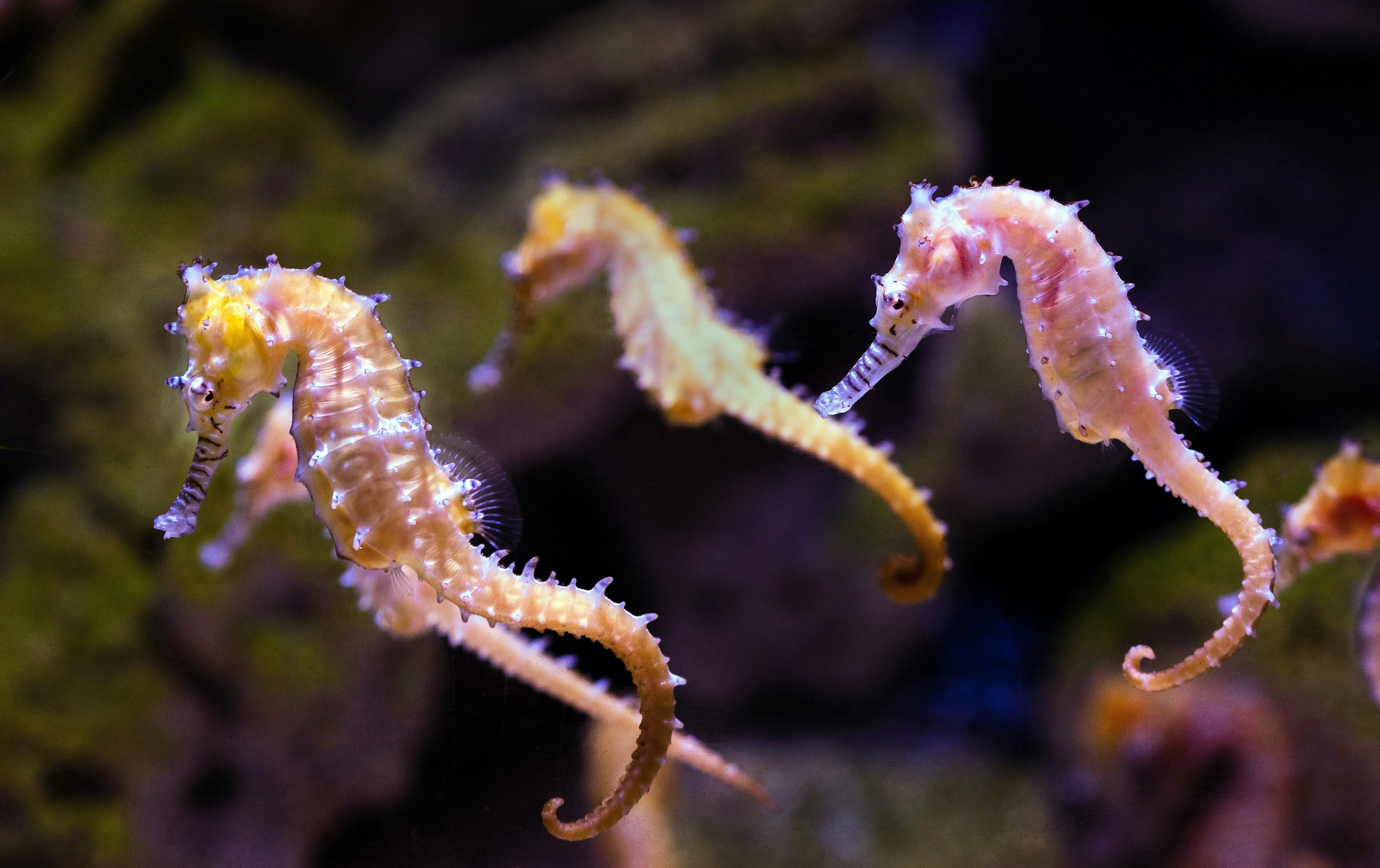 Seahorses swimming in an aquarium exhibit.