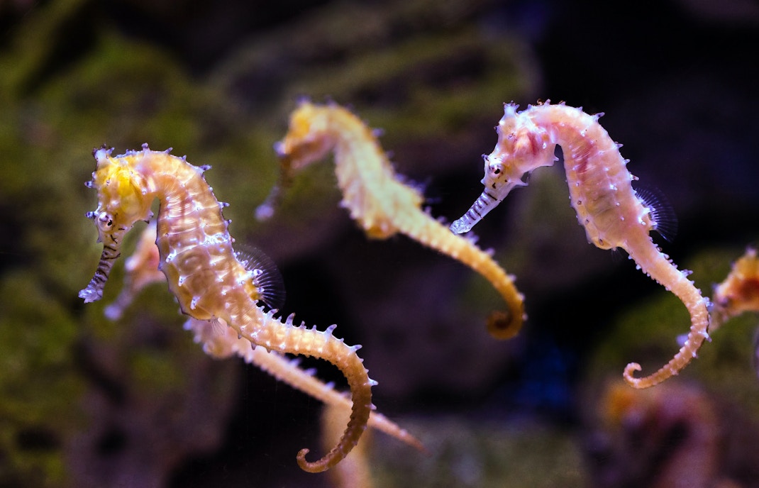 dubai aquarium & underwater zoo