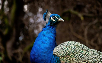 Peacock at Parque Safari Chile with vibrant blue and green plumage.