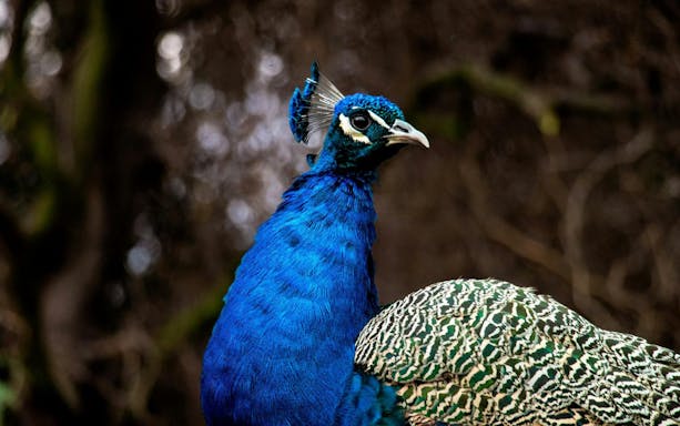 Peacock at Parque Safari Chile with vibrant blue and green plumage.