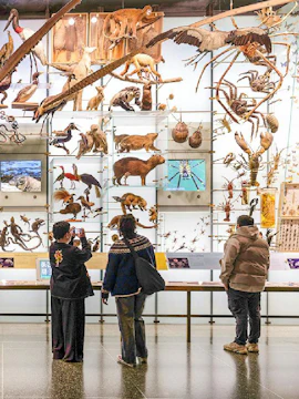 Visitors viewing animal exhibits at the American Museum of Natural History.