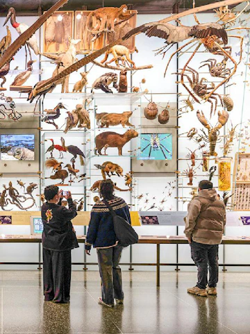 Visitors viewing animal exhibits at the American Museum of Natural History.