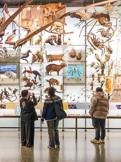 Visitors viewing animal exhibits at the American Museum of Natural History.