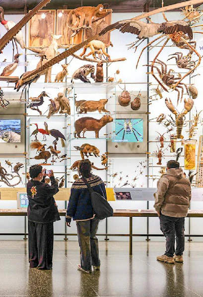 Visitors viewing animal exhibits at the American Museum of Natural History.