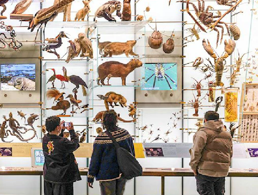 Visitors viewing animal exhibits at the American Museum of Natural History.