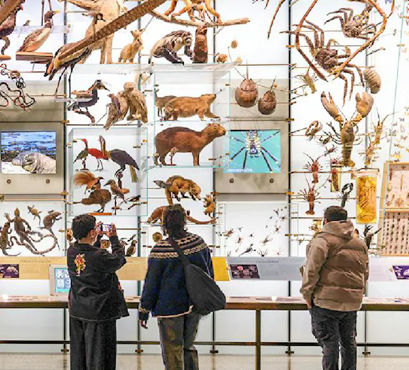 Visitors viewing animal exhibits at the American Museum of Natural History.