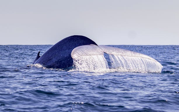 Whale tail emerging from ocean during guided half-day whale watching tour.