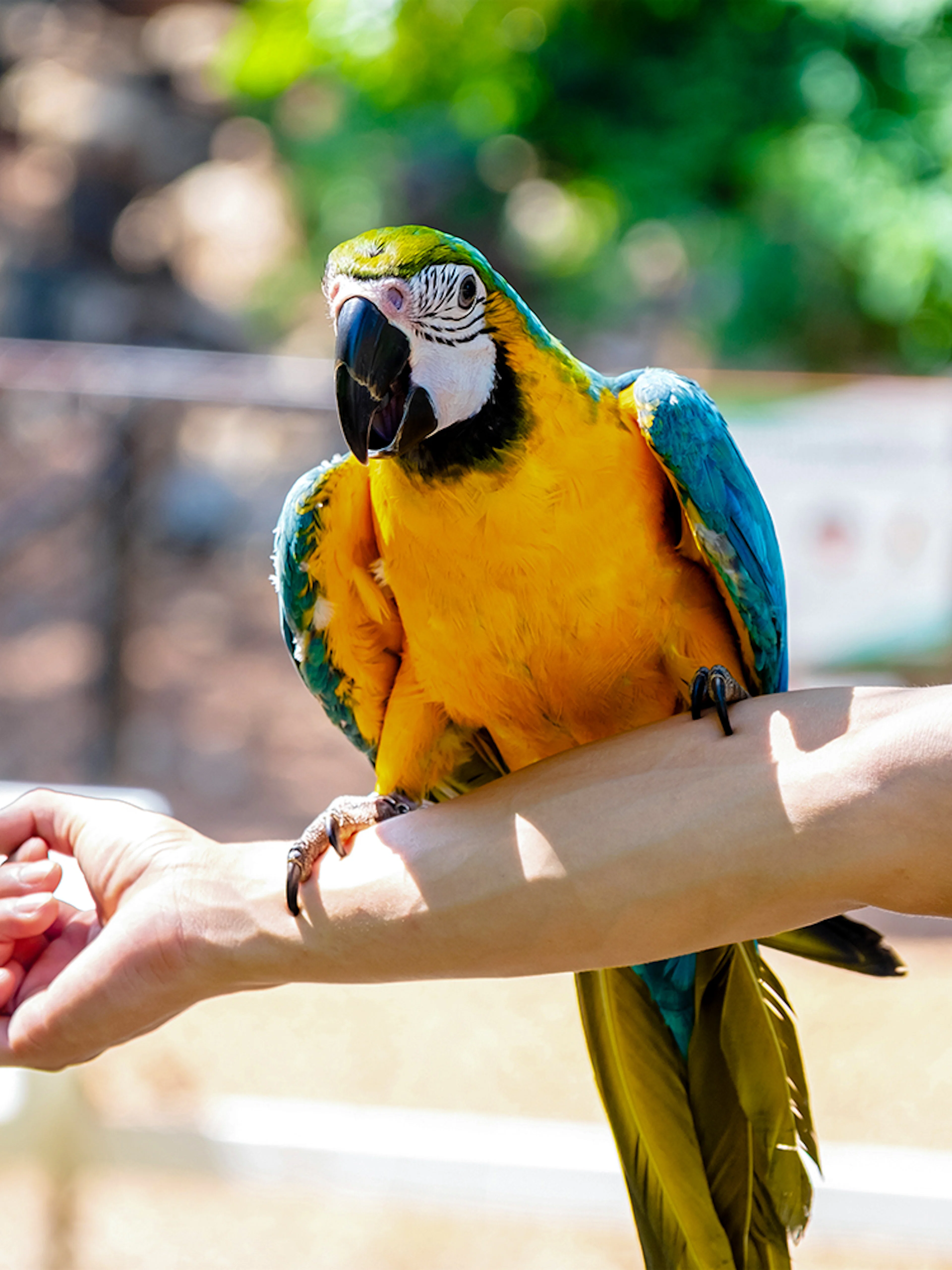 Colorful blue and yellow macaw perched on a person's arm outdoors.