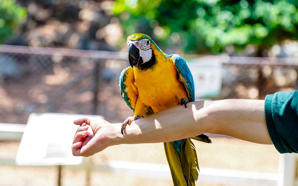 Colorful blue and yellow macaw perched on a person's arm outdoors.