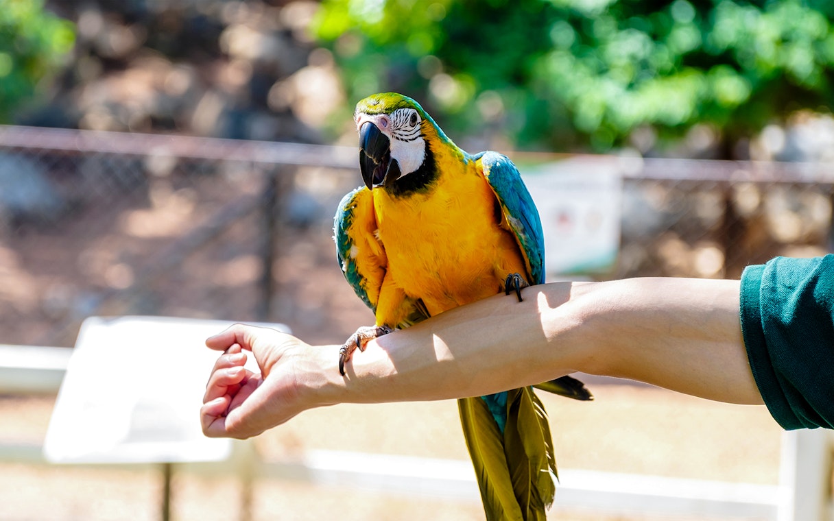 Colorful blue and yellow macaw perched on a person's arm outdoors.