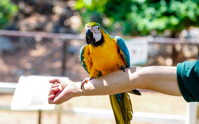 Colorful blue and yellow macaw perched on a person's arm outdoors.