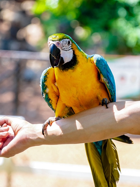 Colorful blue and yellow macaw perched on a person's arm outdoors.
