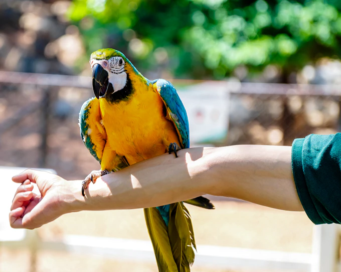 Dubai Dolphinarium: Creek Park Exotic Bird Show Tickets