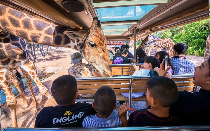 Giraffes interacting with visitors on a tram at Night Safari Park Chiang Mai.