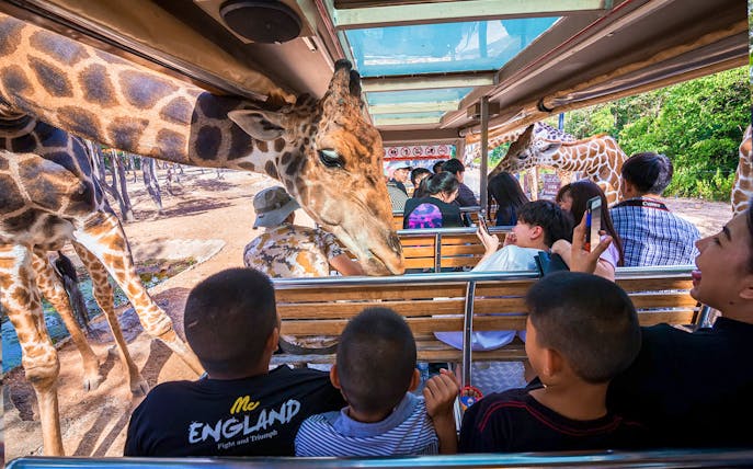 Giraffes interacting with visitors on a tram at Night Safari Park Chiang Mai.