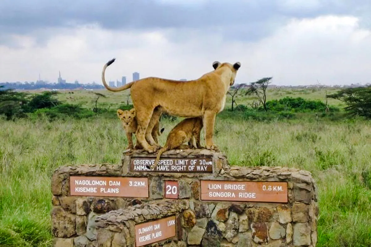 Lions standing on a stone sign in Nairobi National Park with city skyline in the background.