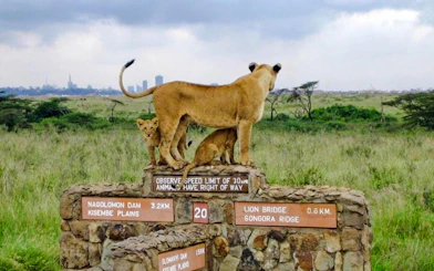 Lions standing on a stone sign in Nairobi National Park with city skyline in the background.