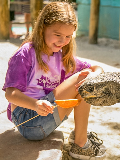 Child feeding a tortoise at Gatorland, Florida.