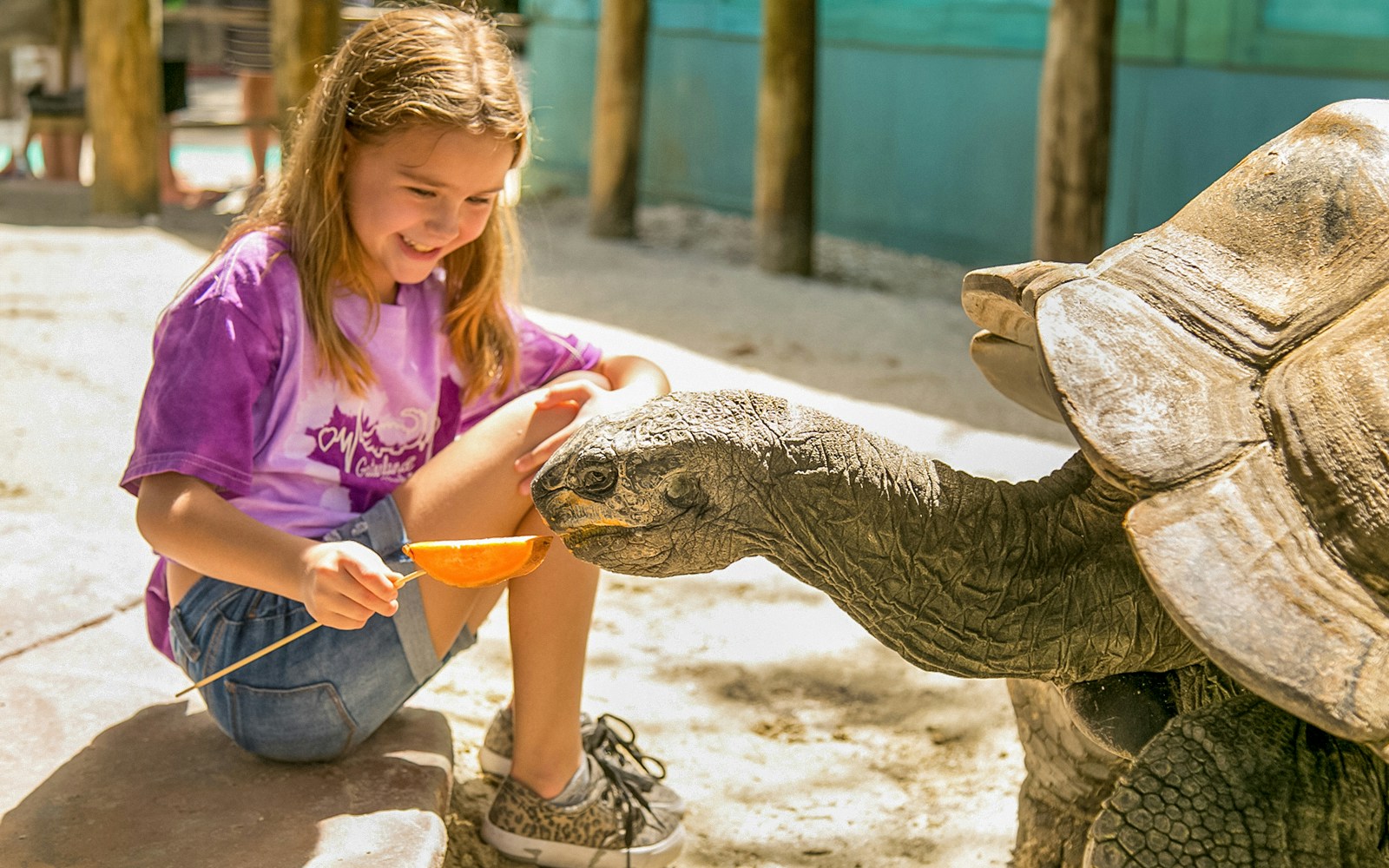 Tortoises at Gatorland