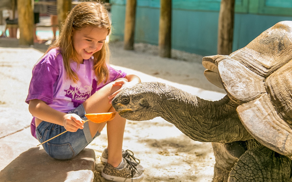 Child feeding a tortoise at Gatorland, Florida.