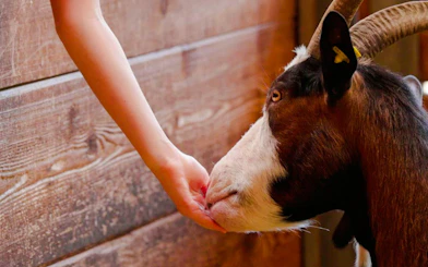 Guest feeding a goat at Alpenzoo Innsbruck.
