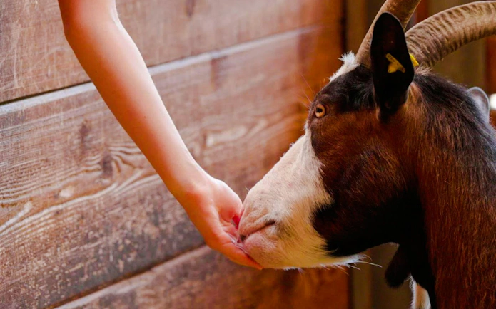 Guest feeding a goat at Alpenzoo Innsbruck.