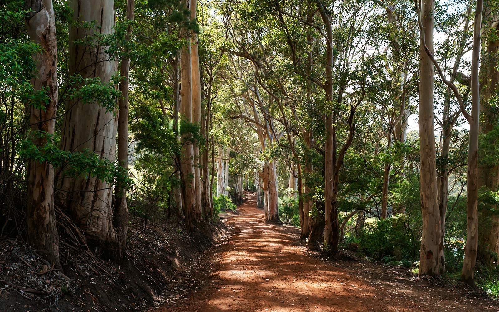 Karri Forest walk entrance