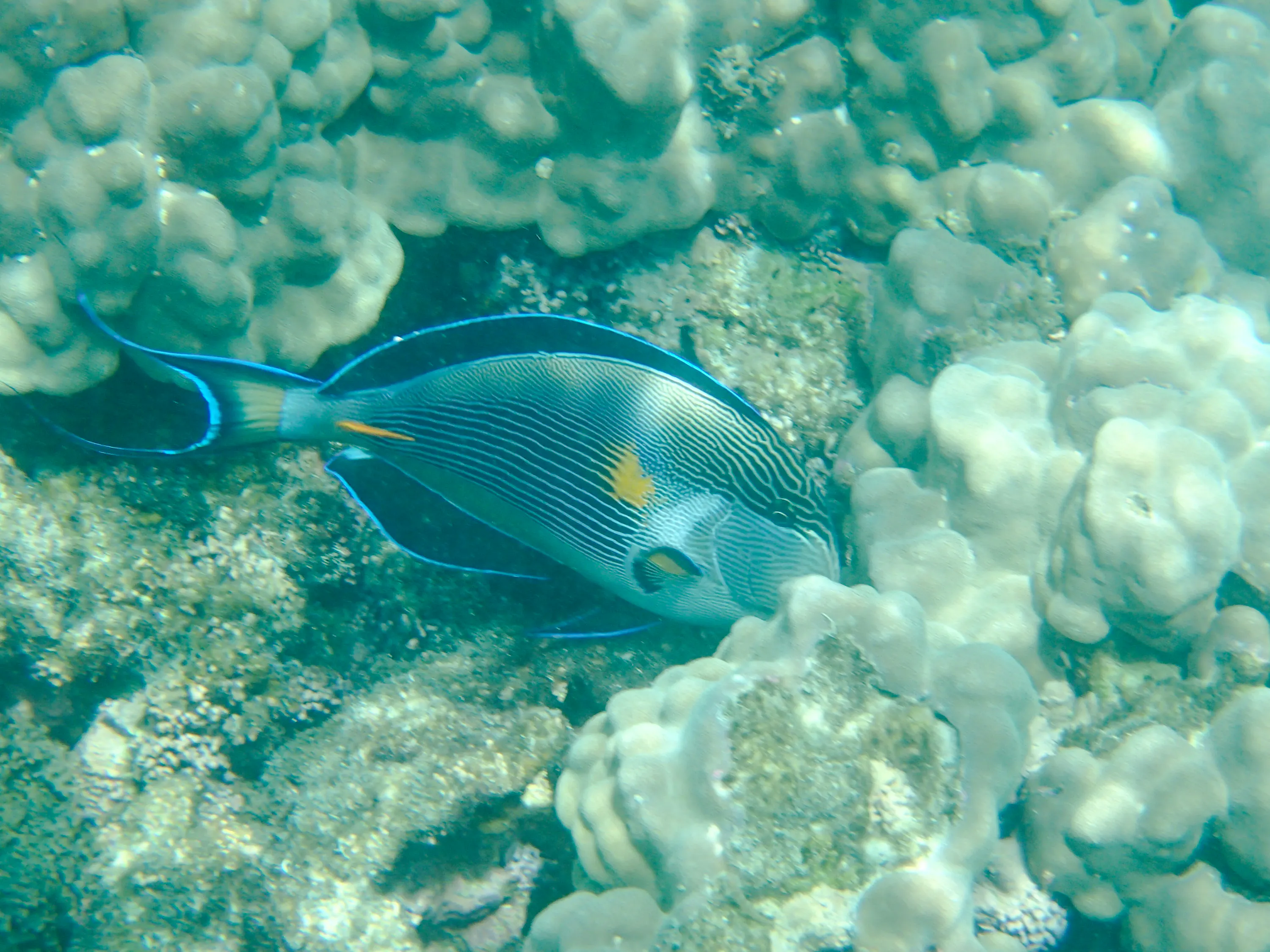 From Muscat: Daymaniyat Islands Snorkeling Adventure