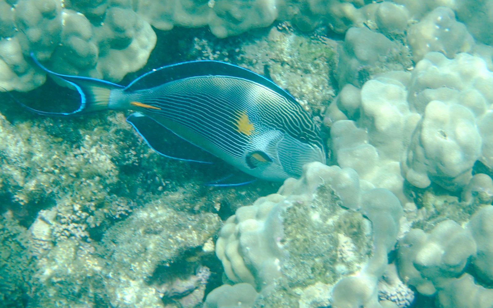 From Muscat: Daymaniyat Islands Snorkeling Adventure
