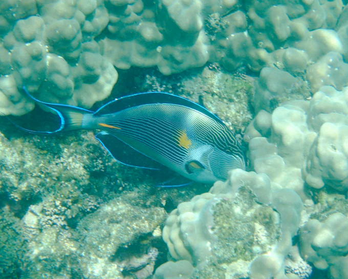From Muscat: Daymaniyat Islands Snorkeling Tour