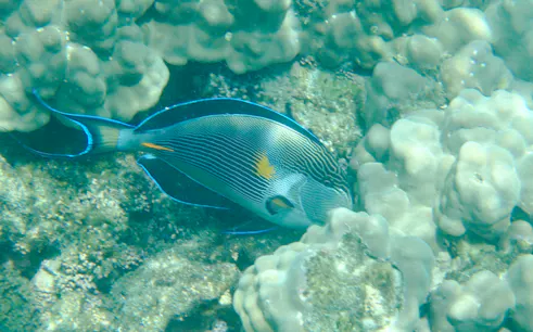 from muscat: daymaniyat islands snorkeling adventure-1