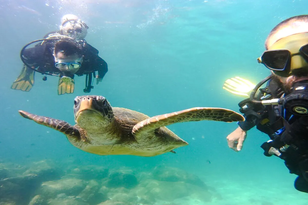 Divers swimming with a sea turtle in clear waters, Angra, Rio de Janeiro.