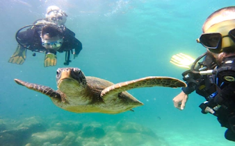 Divers swimming with a sea turtle in clear waters, Angra, Rio de Janeiro.