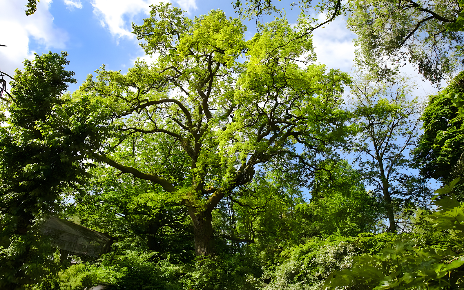 Lush green trees under a bright blue sky in a forest setting.
