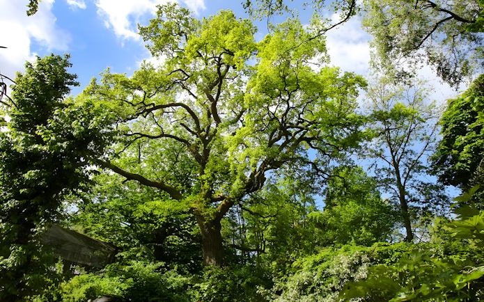 Lush green trees under a bright blue sky in a forest setting.