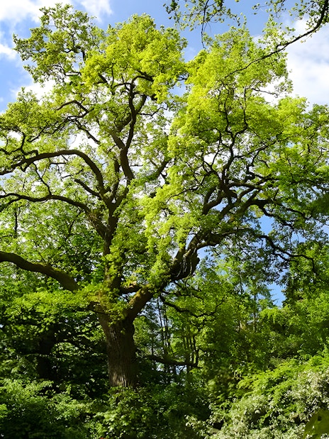 Lush green trees under a bright blue sky in a forest setting.