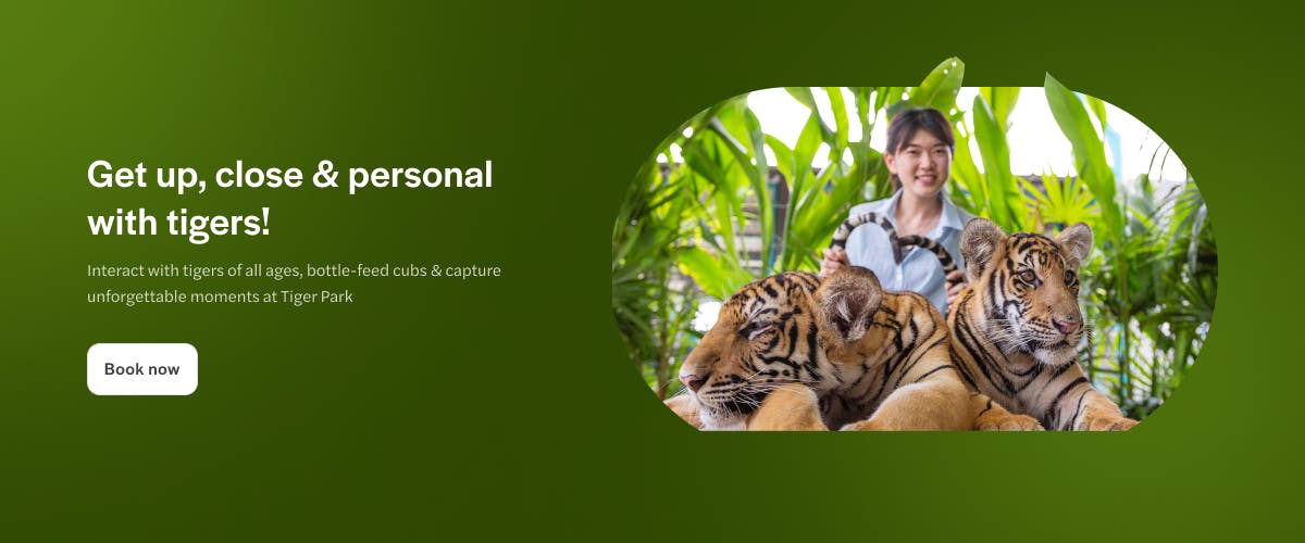 Person interacting with tiger cubs at Tiger Park, Pattaya, Thailand.