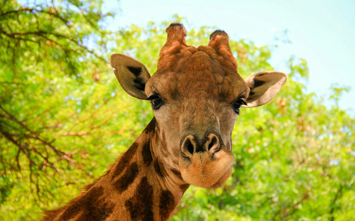 Giraffe close-up at Lion Park, Johannesburg, South Africa.