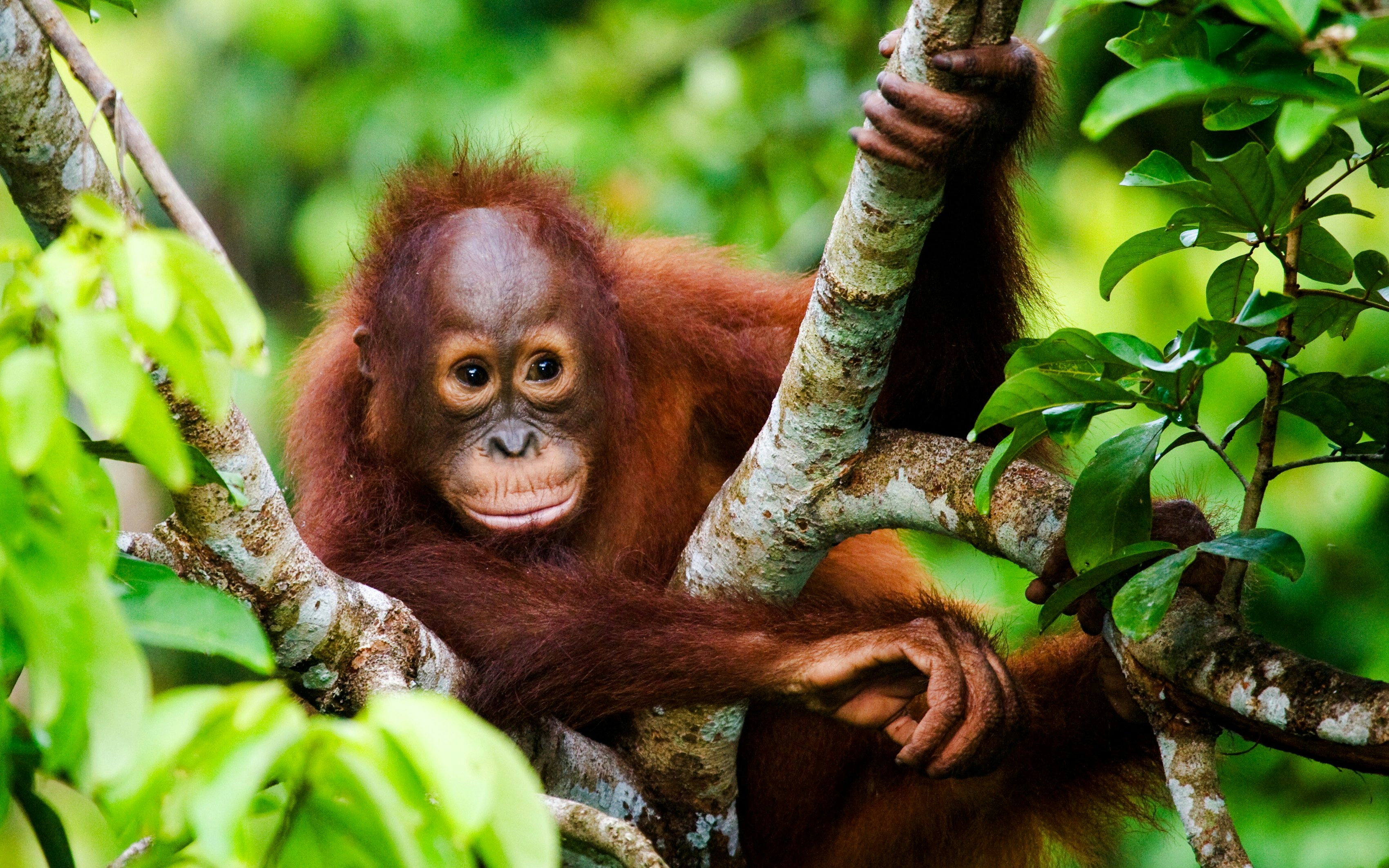 Orangutan resting in a tree at Lombok Wildlife Park.