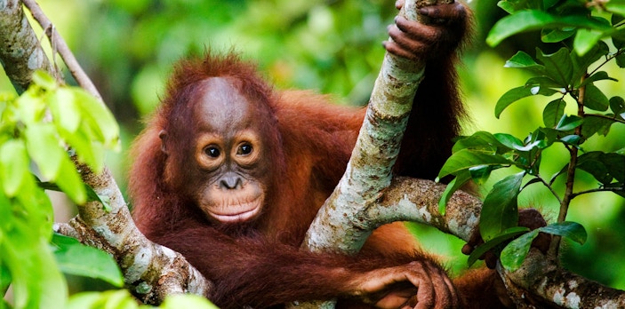 Orangutan resting in a tree at Lombok Wildlife Park.