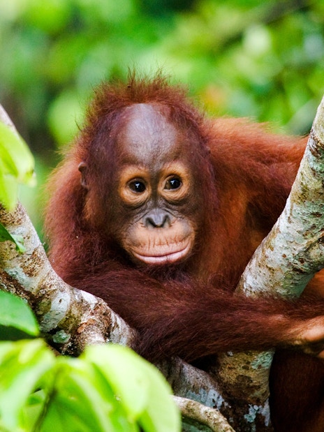 Orangutan resting in a tree at Lombok Wildlife Park.