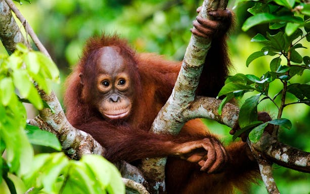 Orangutan resting in a tree at Lombok Wildlife Park.