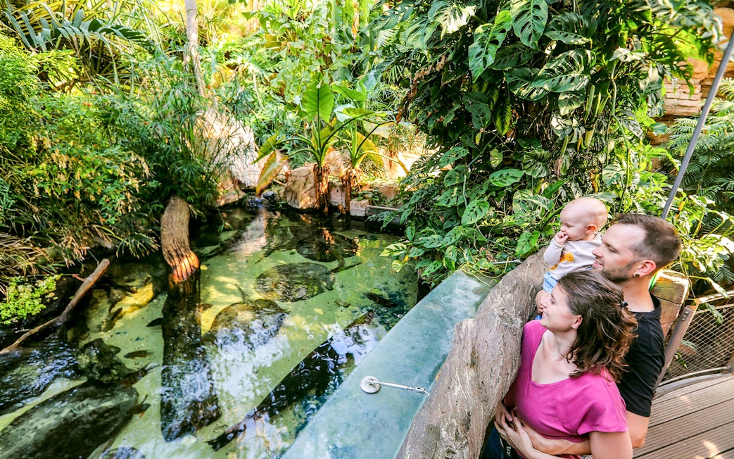 Couple with child at tropical greenhouse, Sea Life Hannover.