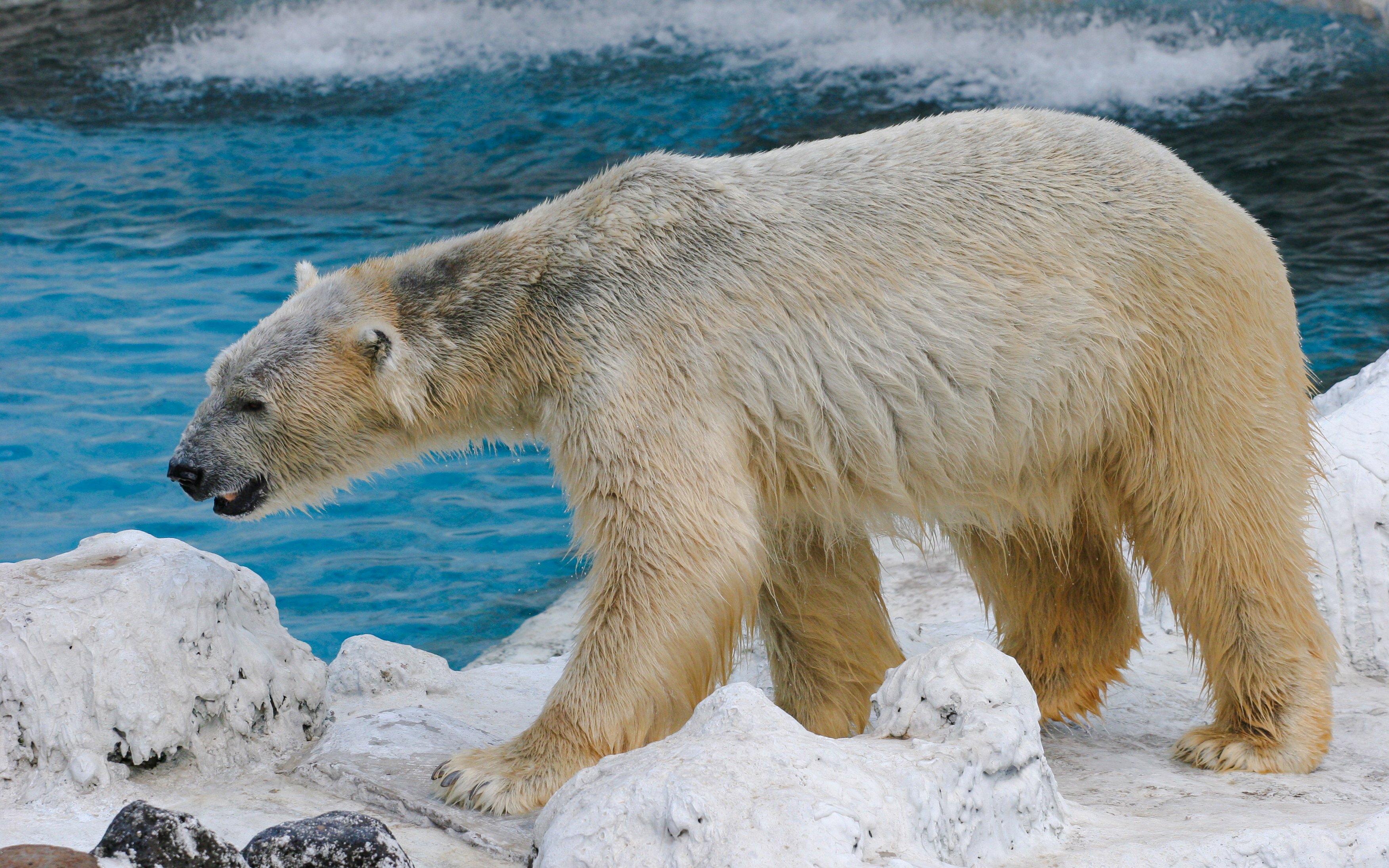 Polar bear walking on ice at marine park safari world.